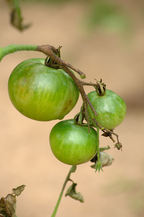 Dlaczego pomidory nie dojrzewają?