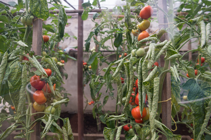 Dlaczego pomidory więdną?