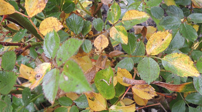 Dlaczego róże zrzucają liście?