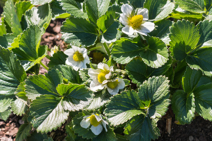 Dlaczego truskawka nie kwitnie?