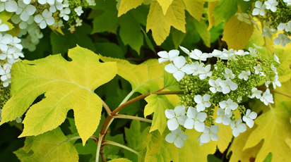 Hortensje dlaczego żółkną liście?