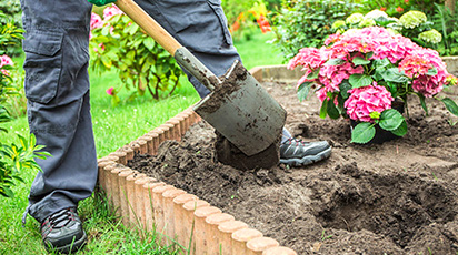 Jak i czym zakwasić ziemię dla hortensji?