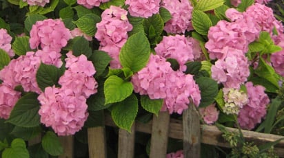 Które hortensje lubią słońce?