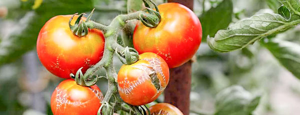 Choroby i szkodniki warzyw