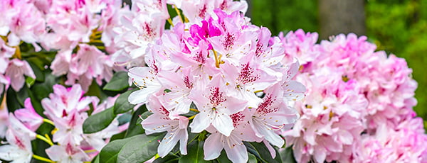 Co posadzić koło rododendrona?