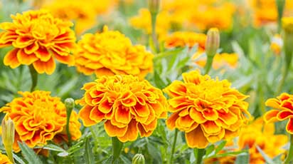 Aksamitki - skuteczna ochrona przed chorobami i szkodnikami