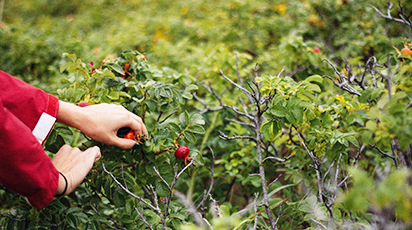 Cięcie drzew i krzewów owocowych