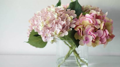 Cięcie hortensji. Czy trzeba ciąć hortensje?