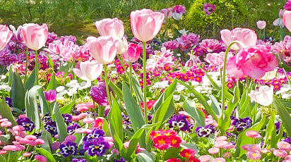 Co posadzić obok kwiatów cebulowych?