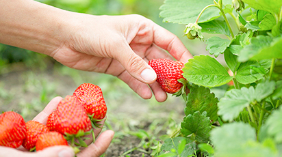 Czas posadzić truskawki! Warunki i zasady jesiennego sadzenia