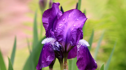 Dlaczego irysy nie kwitną?