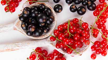 Dlaczego porzeczki sadzi się jesienią? - GradinaMax Dlaczego porzeczki sadzi się jesienią?