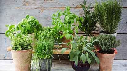 Domowy ogródek na parapecie