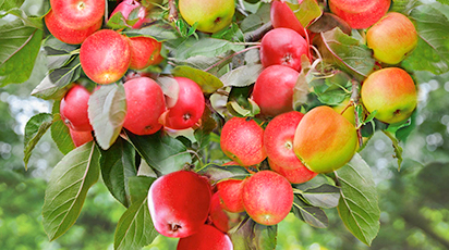 Drzewa kolumnowe - owoce na tarasie i balkonie