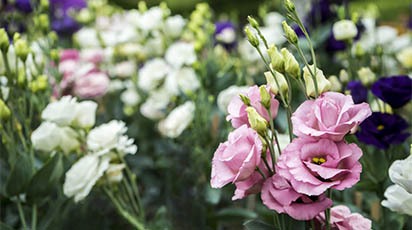 Eustoma - bajkowa piękność uprawiana z nasion