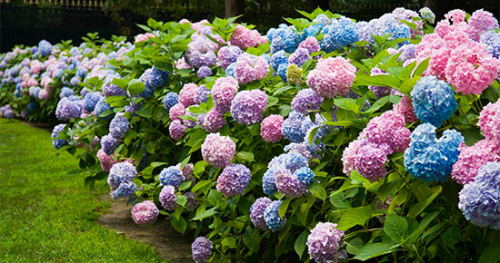 Gatunki hortensji i uprawa