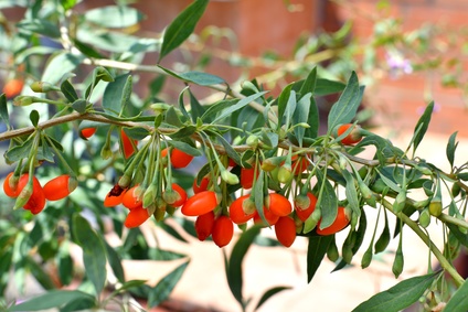 Jagoda Goji - uprawa i pielęgnacja - GradinaMax Jagoda Goji - uprawa i pielęgnacja