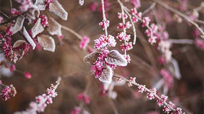 Jak chronić ogród przed mrozem?