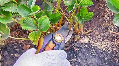 Jak przygotować truskawki na zimę?