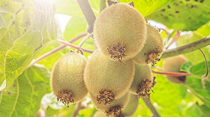 Jak uprawiać Aktinidię czyli mini kiwi? 