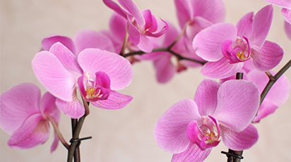 Jak uprawiać storczyki? 8 prostych wskazówek dla początkujących