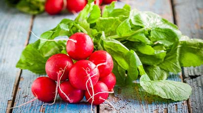 Jak uzyskać 4 zbiory rzodkiewki w jednym sezonie?