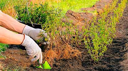 Jakie drzewa i krzewy owocowe lepiej jest sadzić jesienią i jak zrobić to poprawnie?