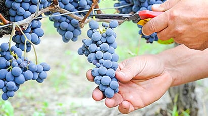 Jesienne cięcie winorośli. Kiedy i jak przycinać winorośla?