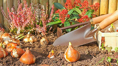 Jesienne sadzenie cebul kwiatowych