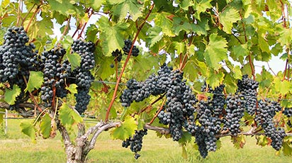 Kalendarz pielęgnacji winorośli