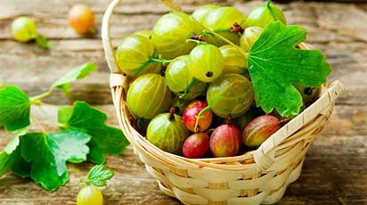 Korzyści z sadzenia agrestu jesienią - GradinaMax Korzyści z sadzenia agrestu jesienią