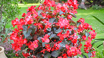 Kwiaty balkonowe uprawiane z nasion - wysiew i pielęgnacja