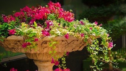 Najpiękniejsze rośliny ozdobne do wiszących koszy i ampli