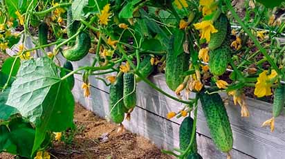 Nasiona ogórków - odmiany i terminy wysiewów