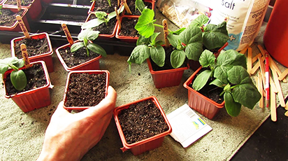 Ogórki na parapecie. Sadzenie i uprawa ogórków w doniczce!