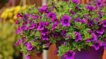 Petunie - najpiękniejsze odmiany i zasady uprawy