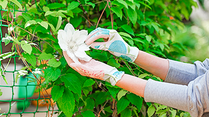 Przycinanie clematisów przed zimą. Dlaczego jest to ważne?
