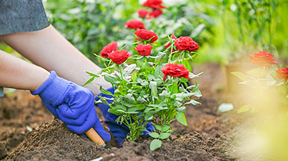 Róże dla początkujących
