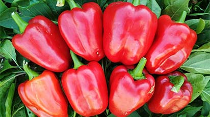 Rozsada papryki - kiedy i jak wysiewać?