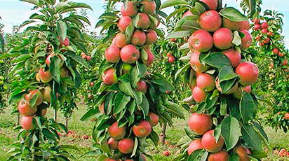 Sadzenie i uprawa drzew kolumnowych