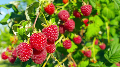 Sadzenie i uprawa malin - GradinaMax Sadzenie i uprawa malin