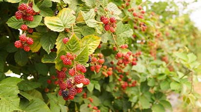 Sadzenie malin powtarzających owocowanie jesienią - porady eksperta - GradinaMax Sadzenie malin powtarzających owocowanie jesienią - porady eksperta