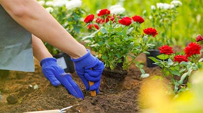 Sekrety jesiennego sadzenia róż