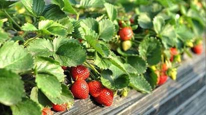 Sekrety uprawy truskawek powtarzających owocowanie - GradinaMax Sekrety uprawy truskawek powtarzających owocowanie
