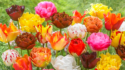 Tajniki uprawy tulipanów