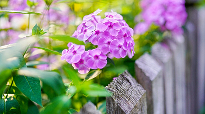 Top 5 skutecznych sposobów na przezimowanie floksów