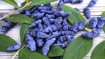 Uprawa jagody kamczackiej