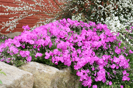 Wybieramy rośliny na skalniak