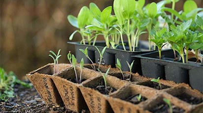 Wysiew nasion warzyw  