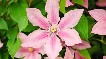 Zabezpieczanie Clematisów przed mrozem